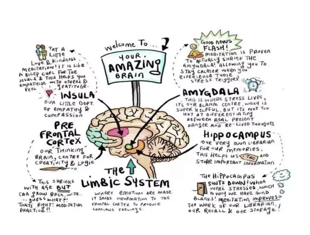 Our Amaing Brain Post From Claire 1024x777