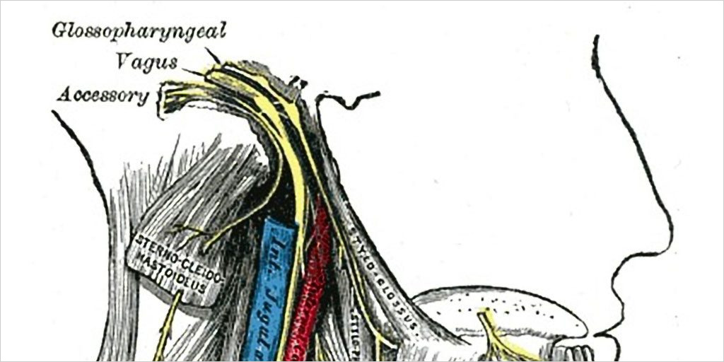 Grays Anatomy Vagus Nerve A