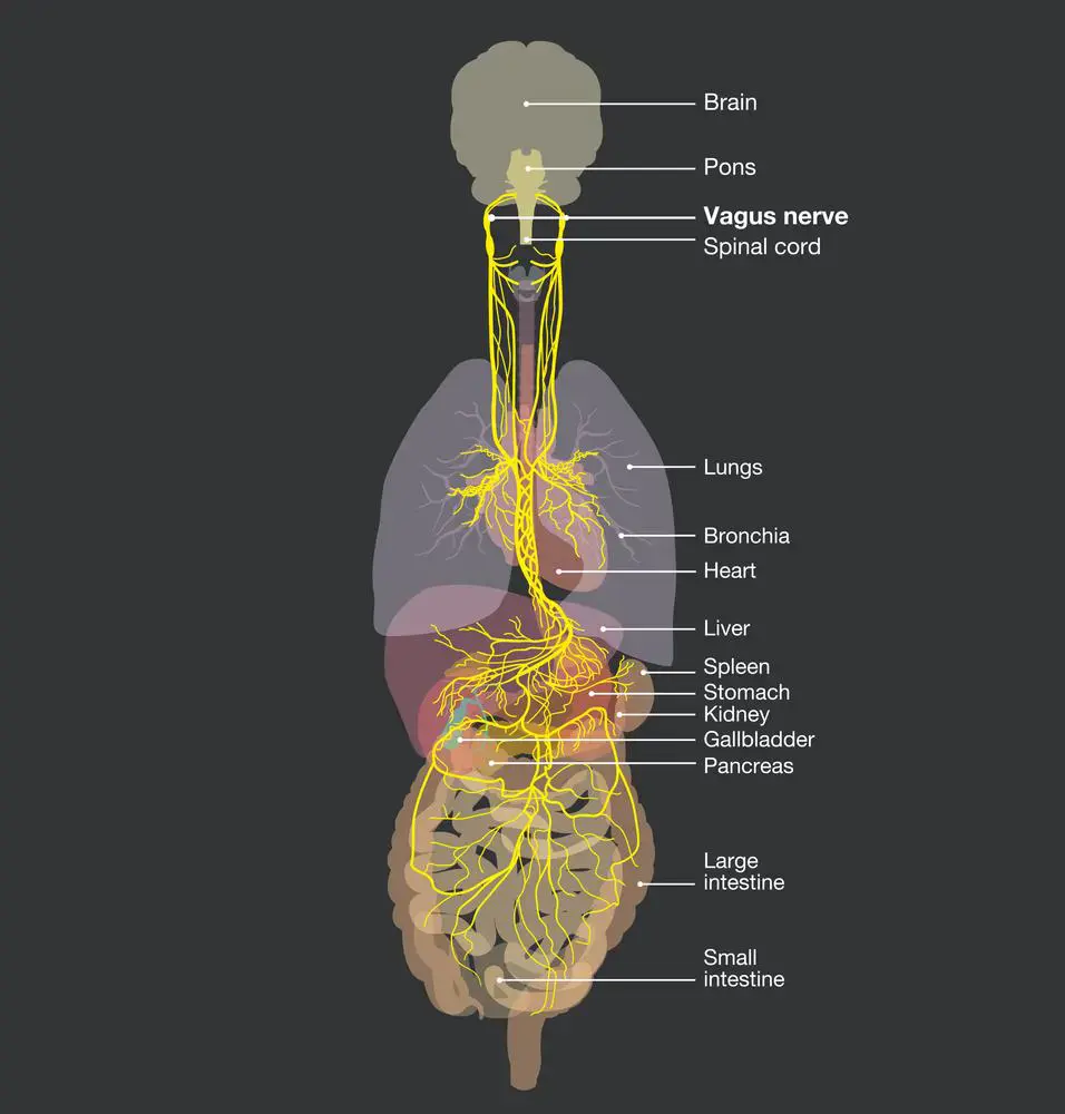 Vagus Nerve Diagram 2