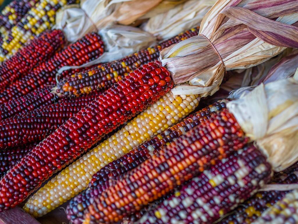 corn, indian, harvest